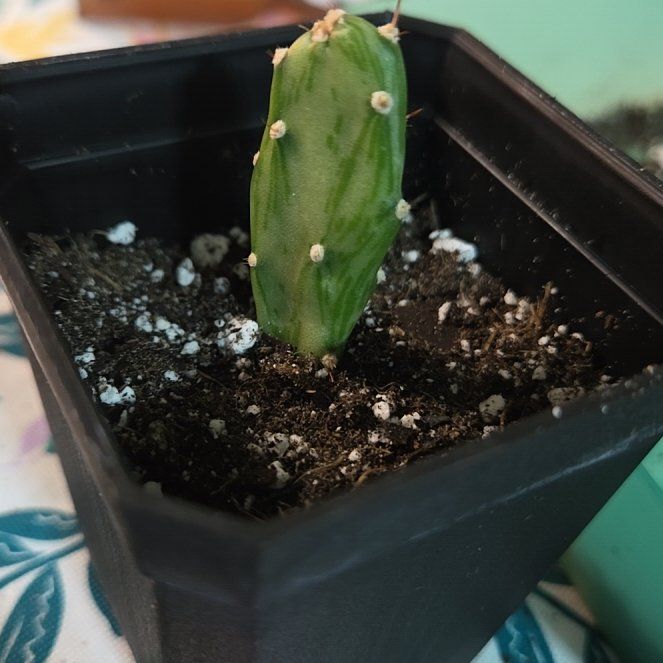 Photo of the plant species Variegated Joseph's Coat by @ChosenSafflower named Curie on Greg, the plant care app