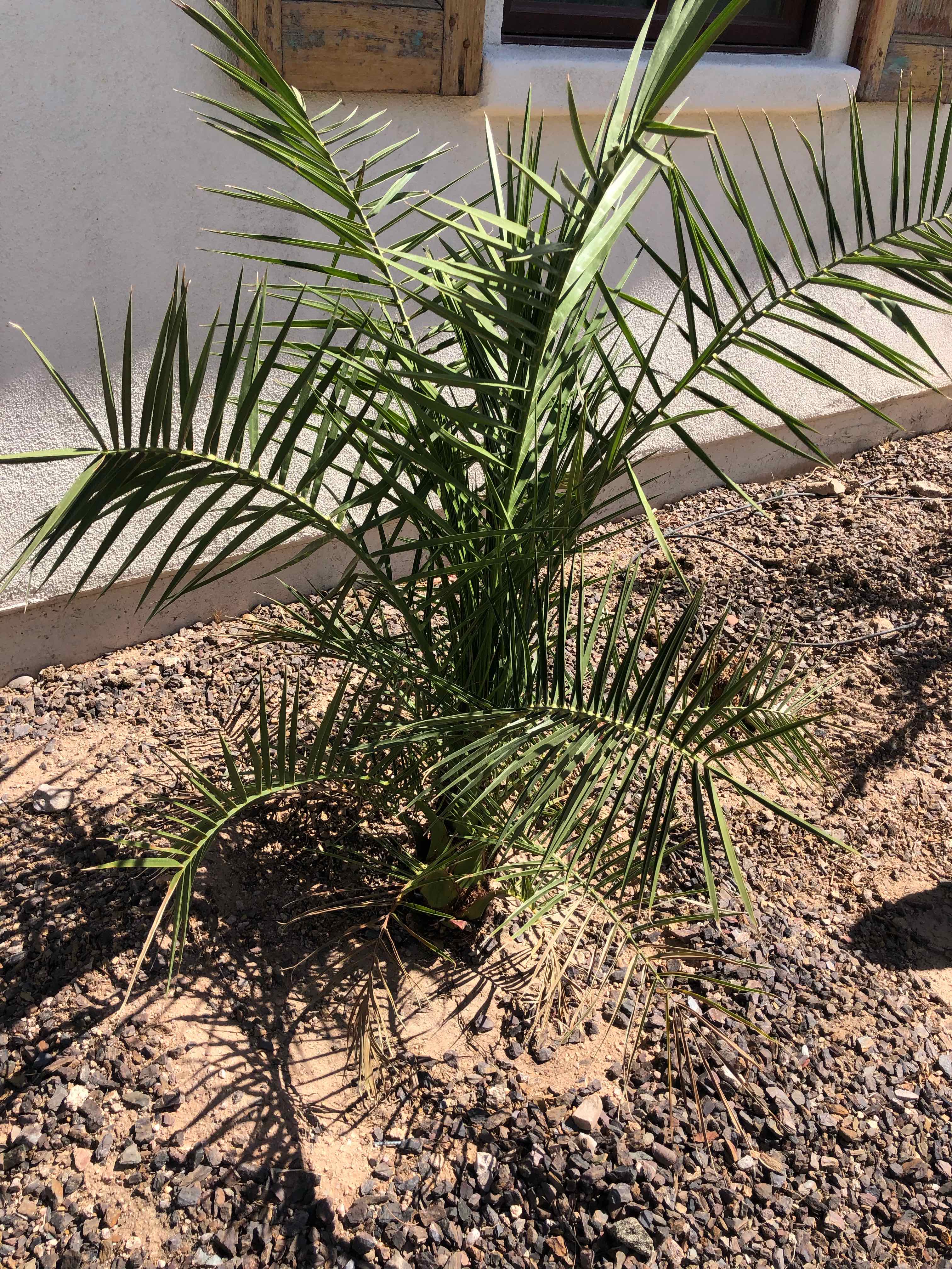 Plant care for Tribulus parvispinus on Greg, the plant care app