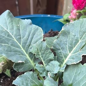 Photo of the plant species Collard Greens by @PetLacyphacelia named Tree Diddy on Greg, the plant care app