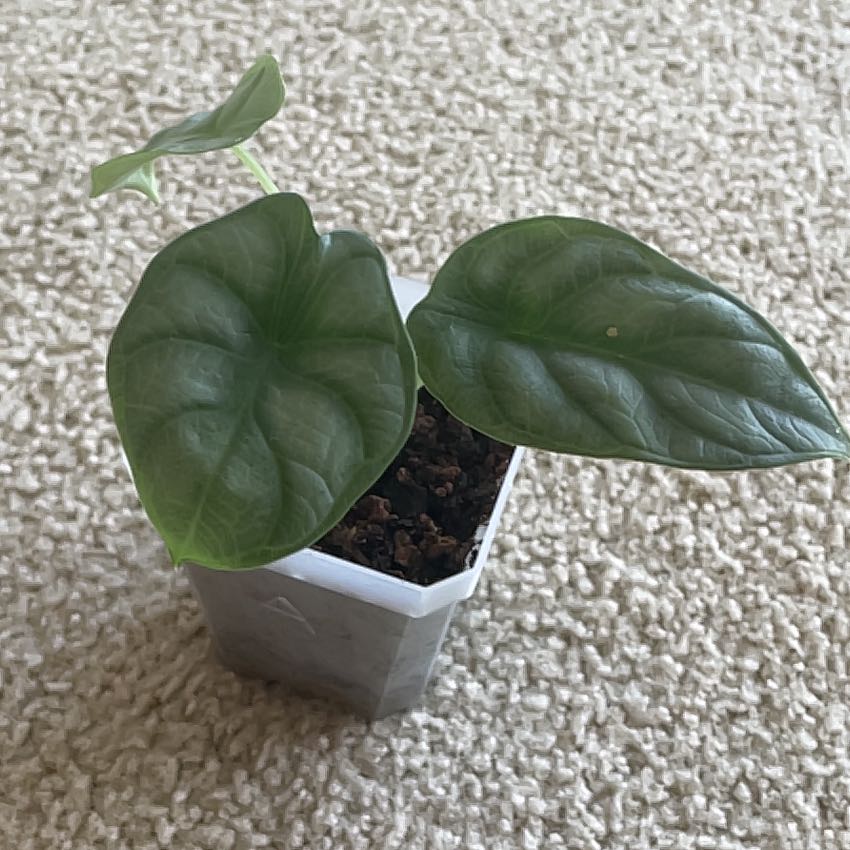 A small potted Silver Dragon plant with two large, healthy green leaves on a carpeted surface.