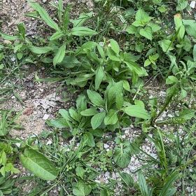 Photo of the plant species Philadelphia Fleabane by @ValorousTipa named Mando on Greg, the plant care app