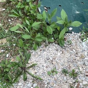 Photo of the plant species Common Selfheal by @ValorousTipa named Wall-E on Greg, the plant care app