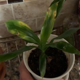 Photo of the plant species Draceana Marley by @LegitCodiaeum named Marvin on Greg, the plant care app