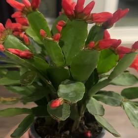Photo of the plant species Rhipsalidopsis gaertneri 'Red' by @Guacnrolla named Coco on Greg, the plant care app