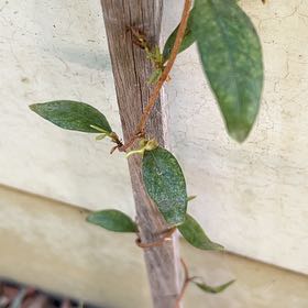 Plant care for Kohuhu on Greg, the plant care app