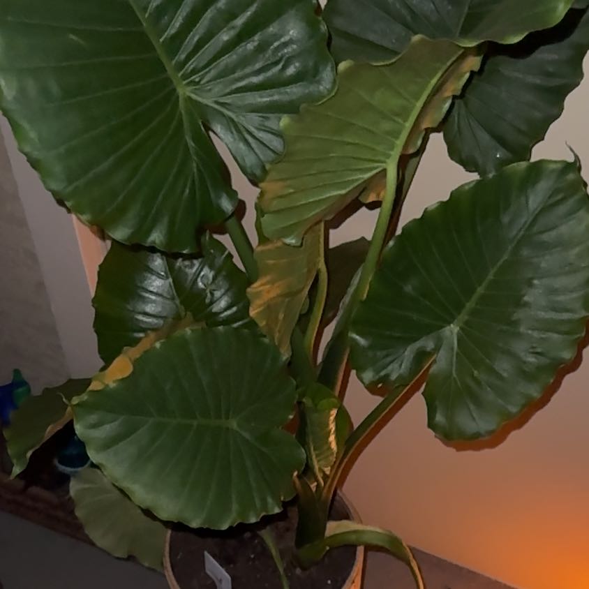 Photo of the plant species Alocasia California by @Greengirly named Cali on Greg, the plant care app