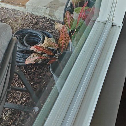 Photo of the plant species Croton 'Norma' by @WelsomeBlackhaw named Dino on Greg, the plant care app