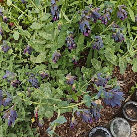 Photo of the plant species Great Honeywort by @WelsomeBlackhaw named Orwell on Greg, the plant care app