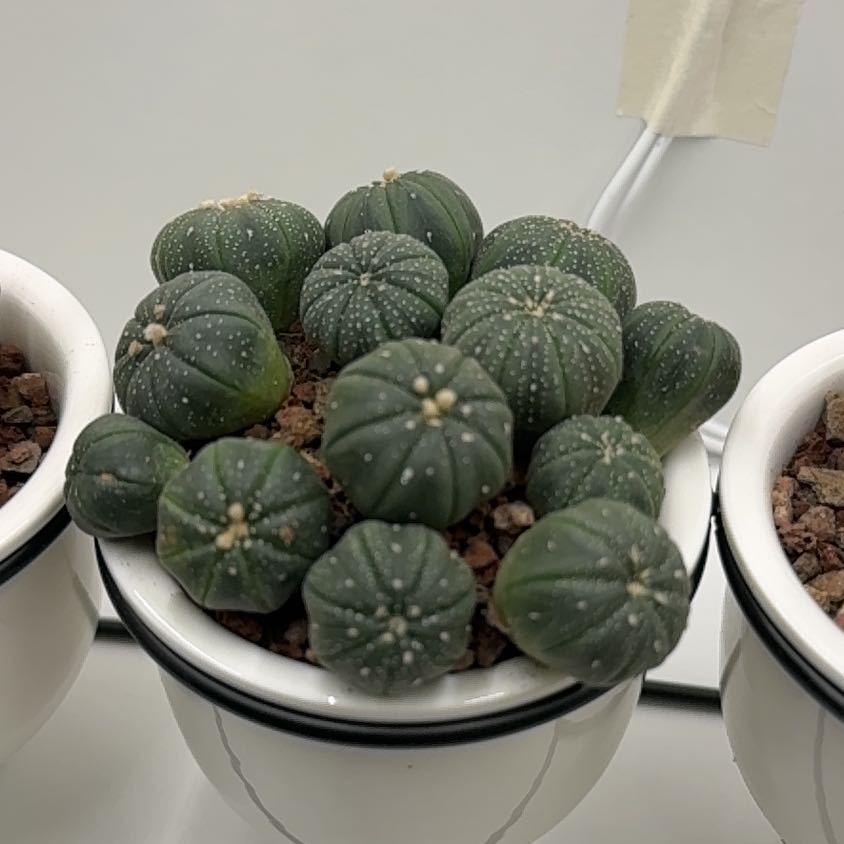 Photo of the plant species Astrophytum asterias 'Kabuto' by @ComposedIcecaps named Muhammad Ali on Greg, the plant care app