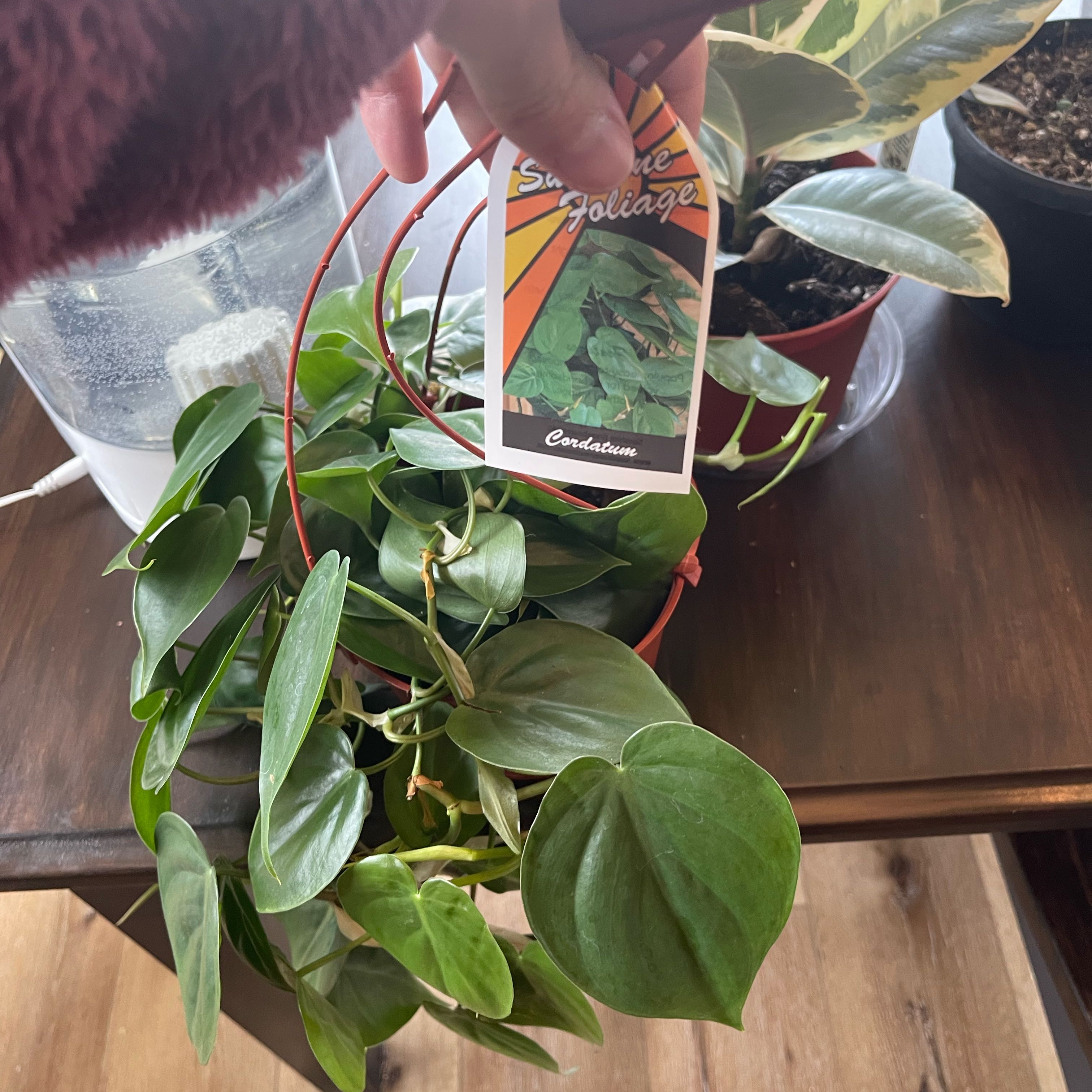 LiloStitch A plant by TitanicRutabaga on Greg