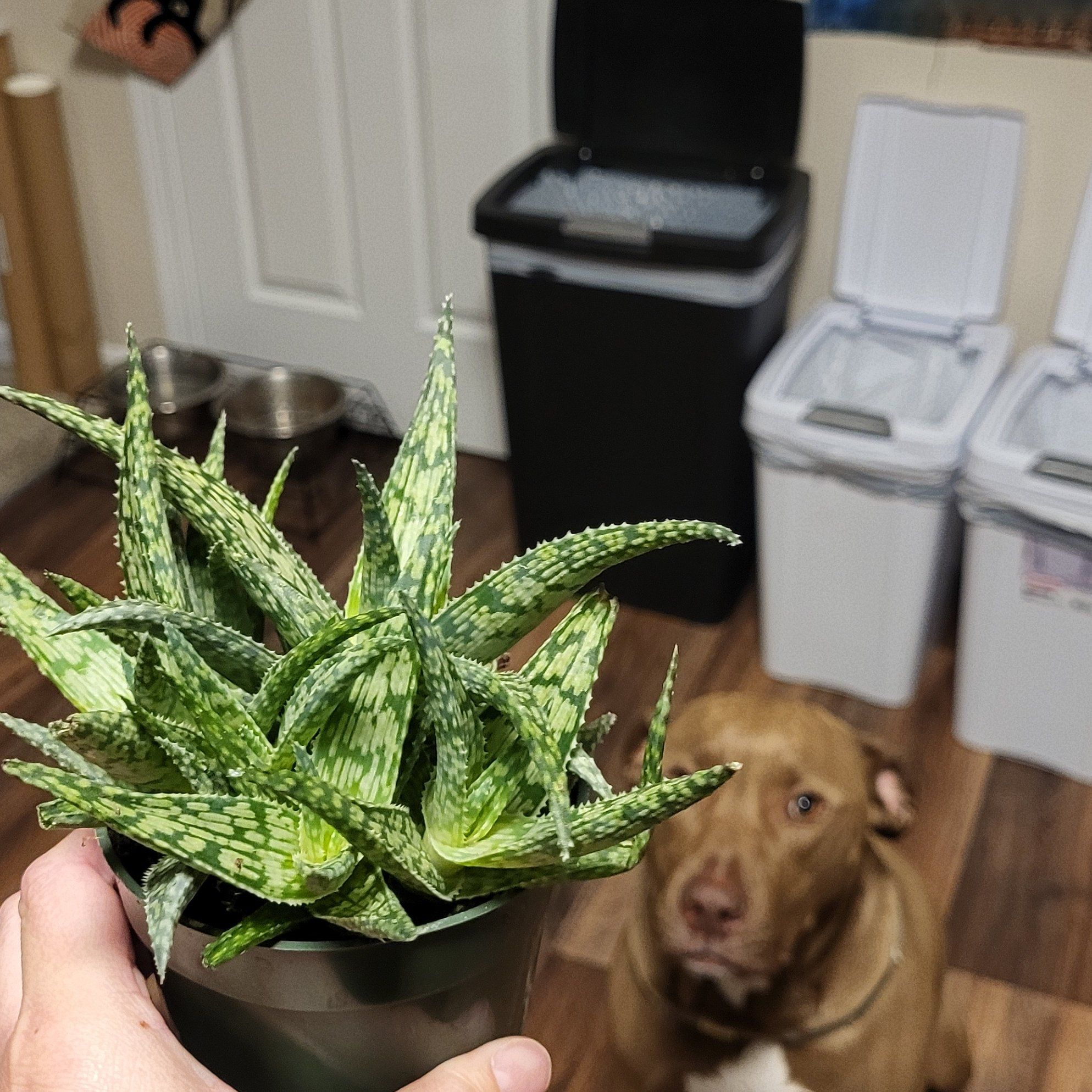 Photo of the plant species Aloe Snowstorm by @DeluxeMelittis named Kesha on Greg, the plant care app