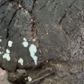 Photo of the plant species Adam's-Needle by @KingpinHardhead named James Dean on Greg, the plant care app