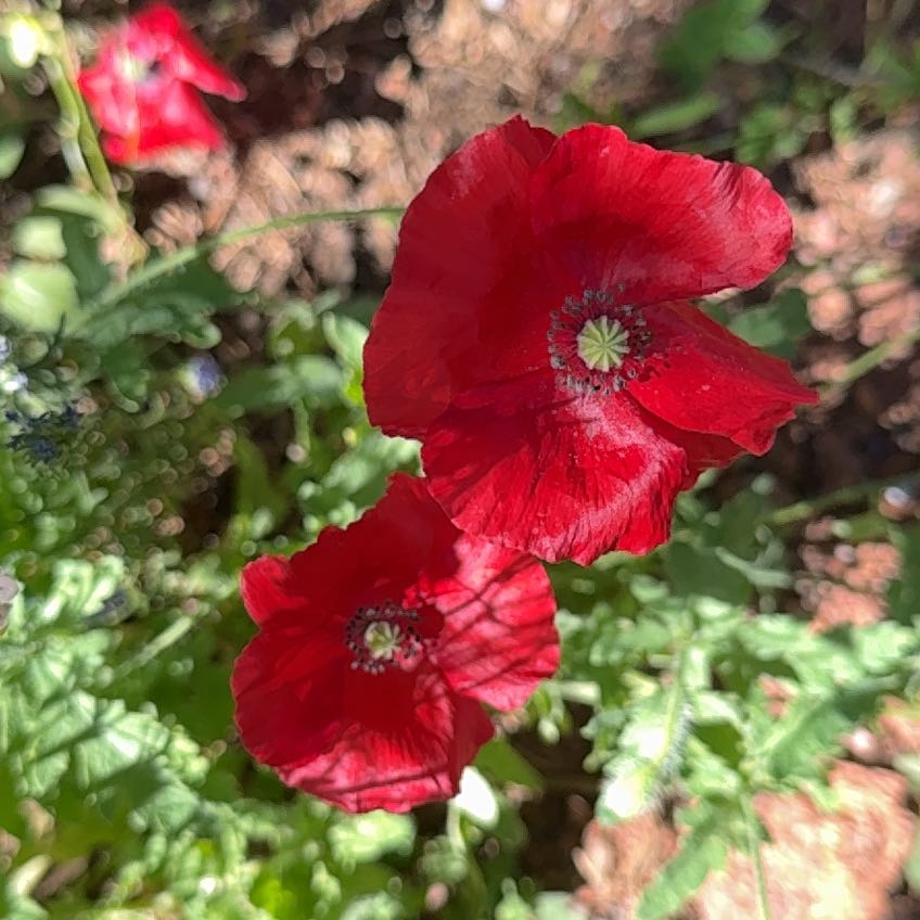 Photo of the plant species Common Poppy by @KingpinHardhead named McKinley on Greg, the plant care app