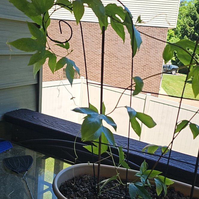 Photo of the plant species Passion Fruit by @MirthfulDidelta named Madonna on Greg, the plant care app