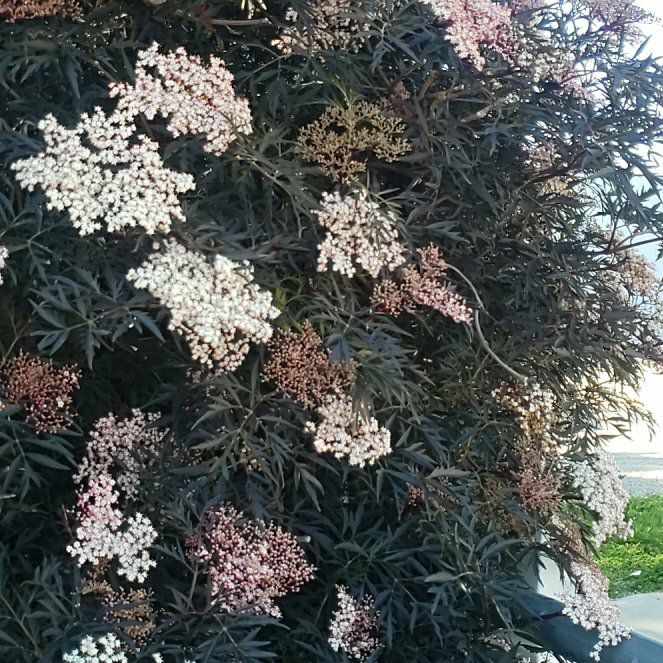 Photo of the plant species Black Elderberry by @SageGreenflame named Achilles on Greg, the plant care app