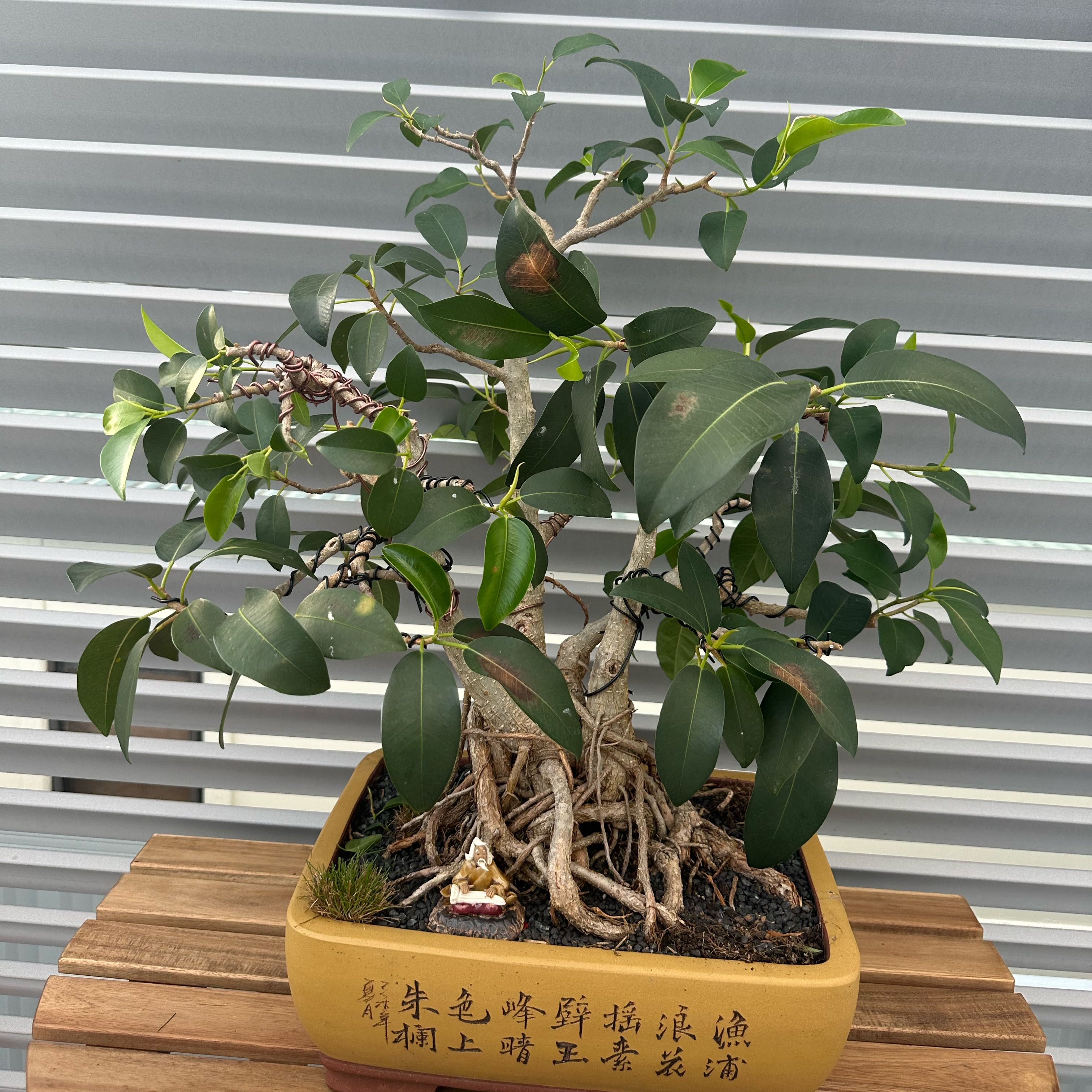 Photo of the plant species Port Jackson Fig by @GroovyVaseyoak named Figgy on Greg, the plant care app