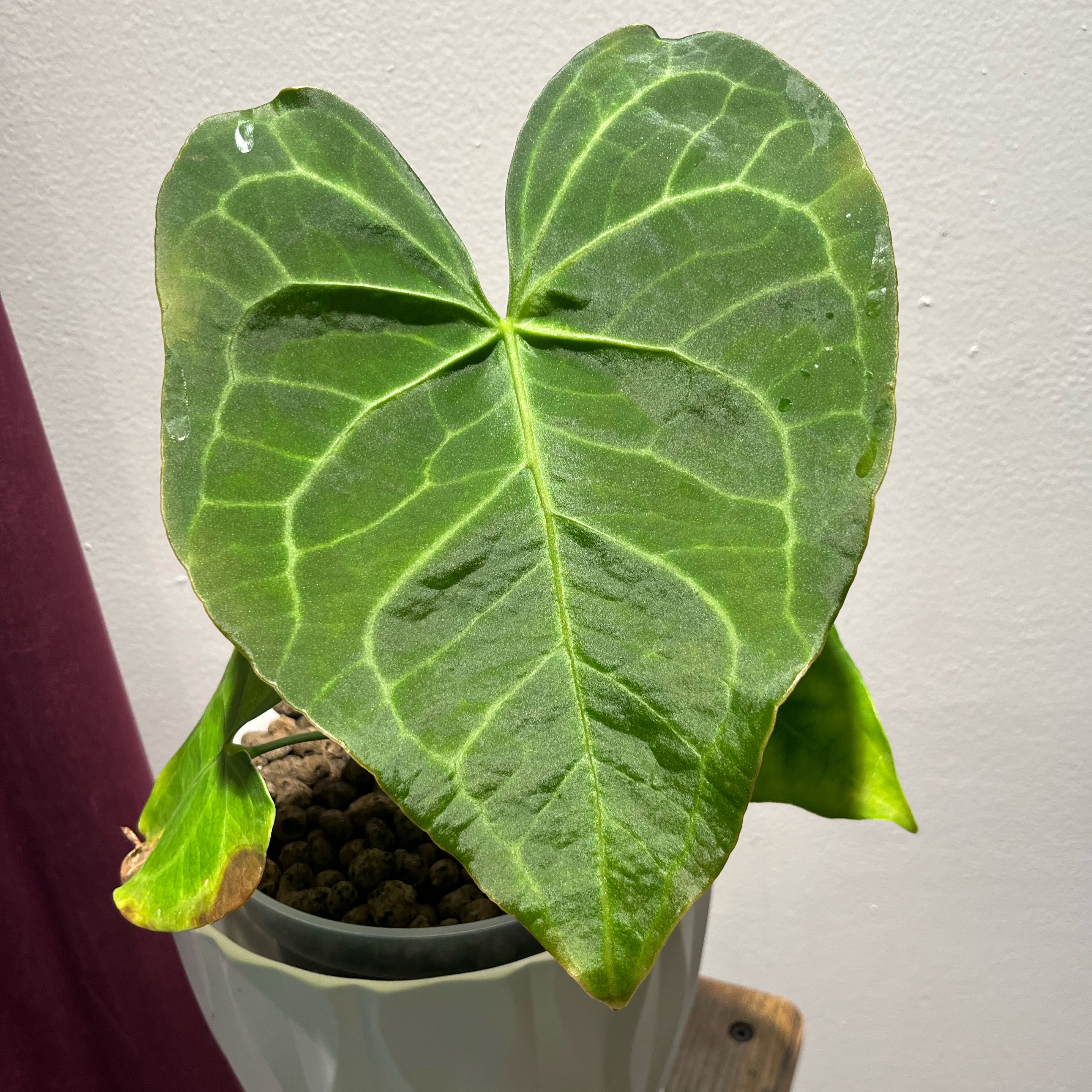 Photo of the plant species anthurium pterodactyl by @AmyM named Tupot amaroot on Greg, the plant care app