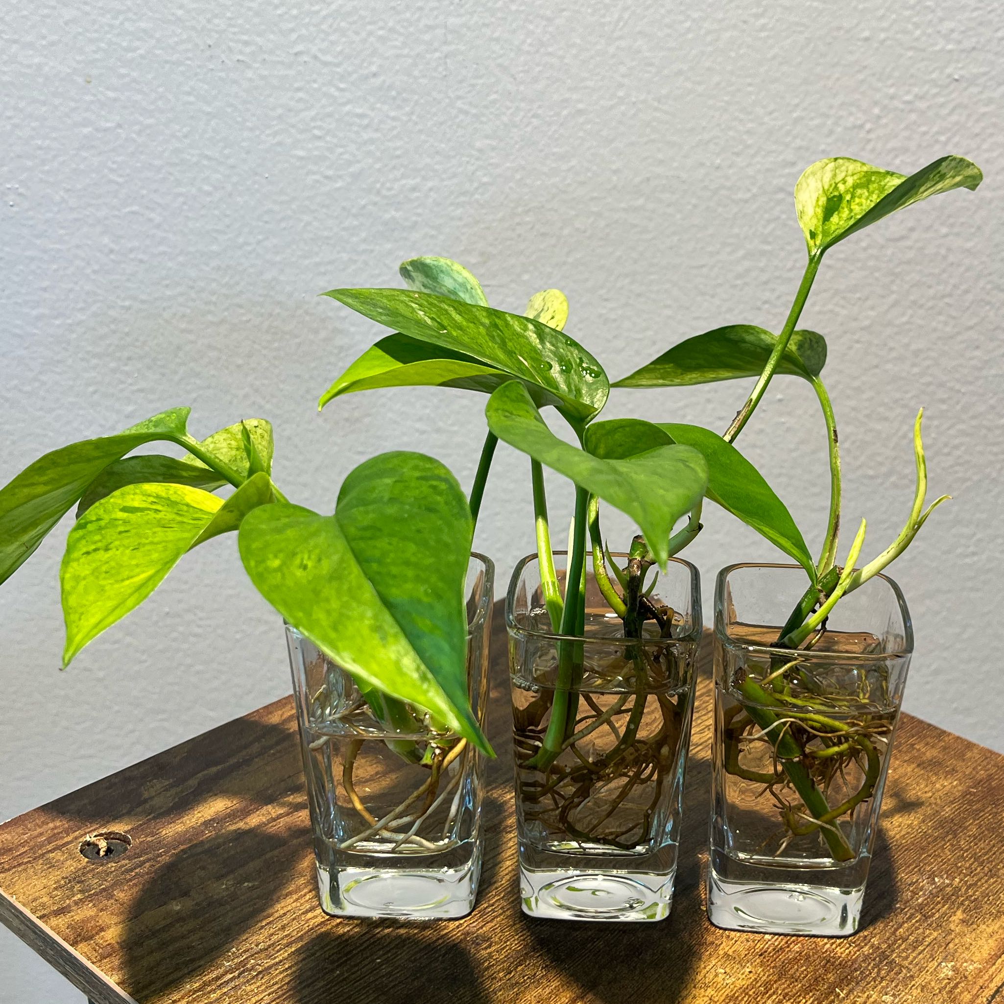 Three Jessenia Pothos plants in clear glass containers with visible roots and some yellowing leaves.