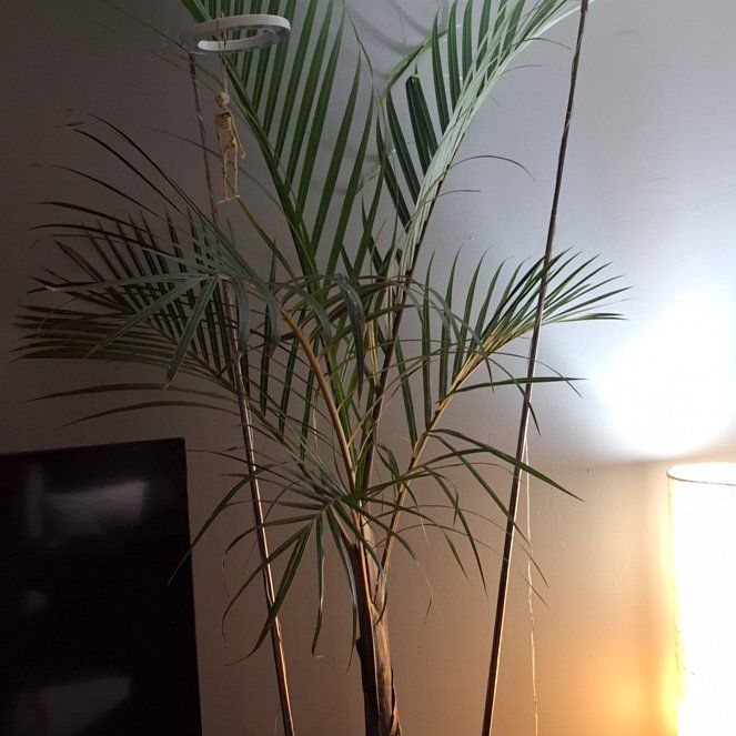 Photo of the plant species Palm by @VipAutumnfern named Aristotle on Greg, the plant care app