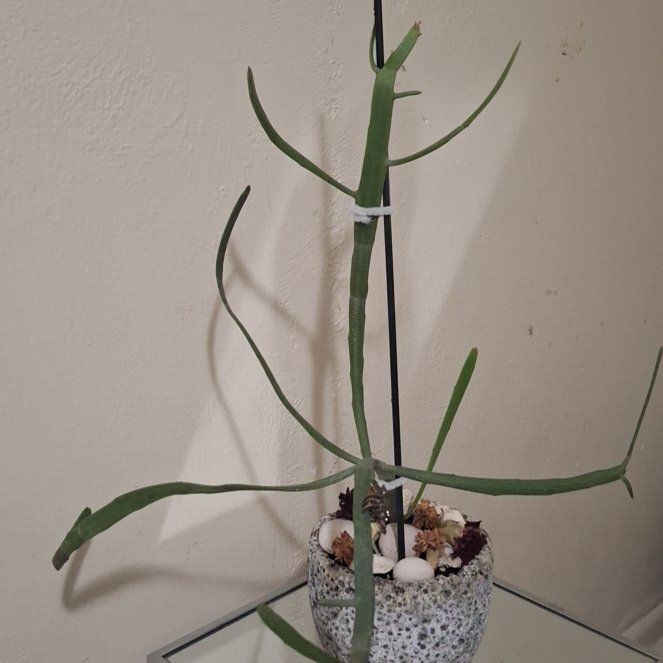 Photo of the plant species Euphorbia xylophylloides by @VipAutumnfern named Sol on Greg, the plant care app