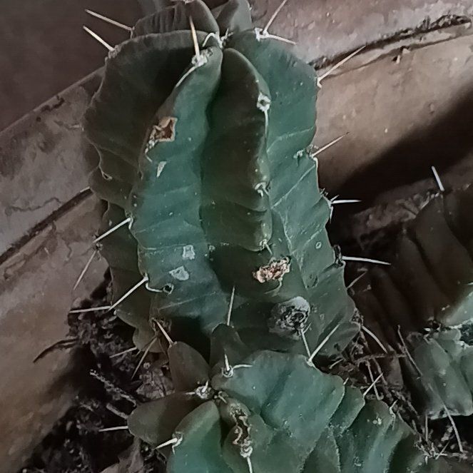 Photo of the plant species Variegated San Pedro Cactus by @RulerPineapple named Terra on Greg, the plant care app