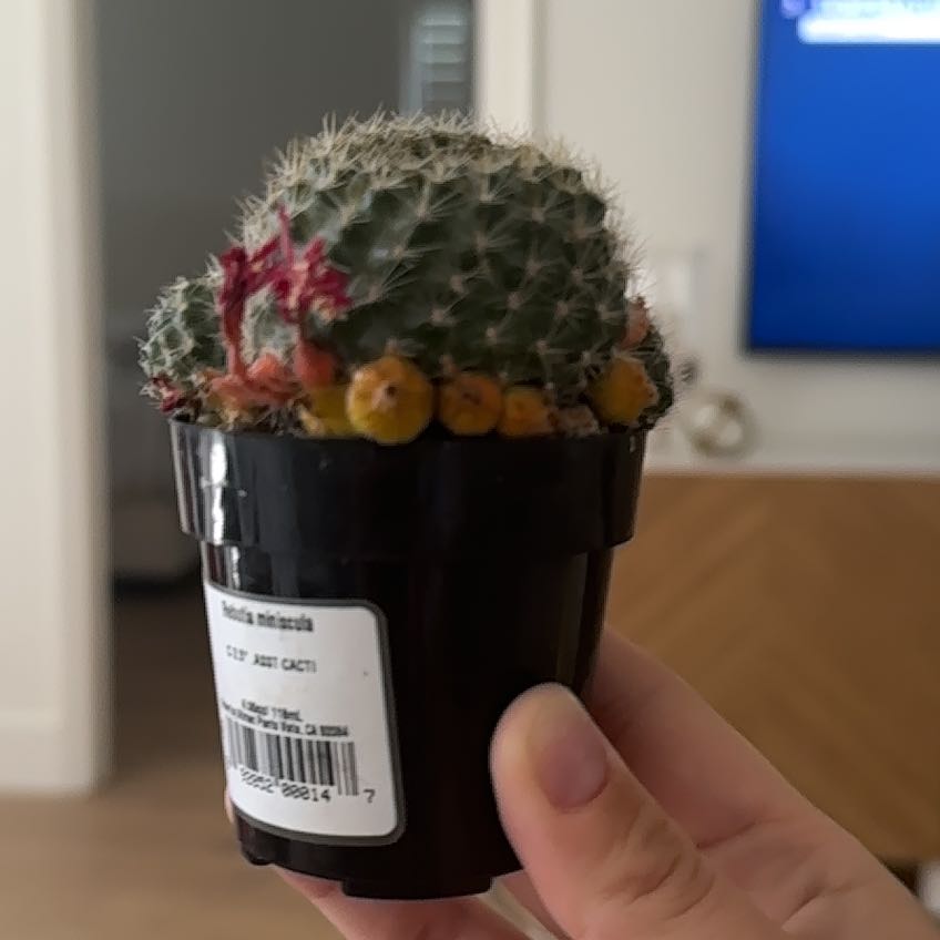 Photo of the plant species Rebutia minuscula by @SvelteRedpagoda named Naomi on Greg, the plant care app