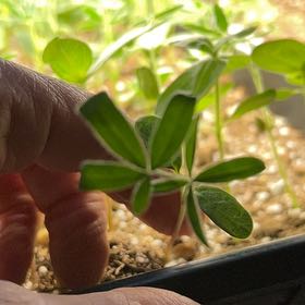 Photo of the plant species Mile-a-Minute Vine by @DeftSeamango named Rainier on Greg, the plant care app