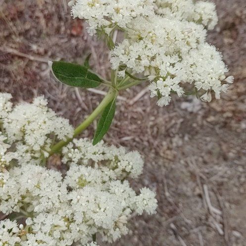 Photo of the plant species Prickly Samphire by @GenuineRedbean named Figyonce on Greg, the plant care app