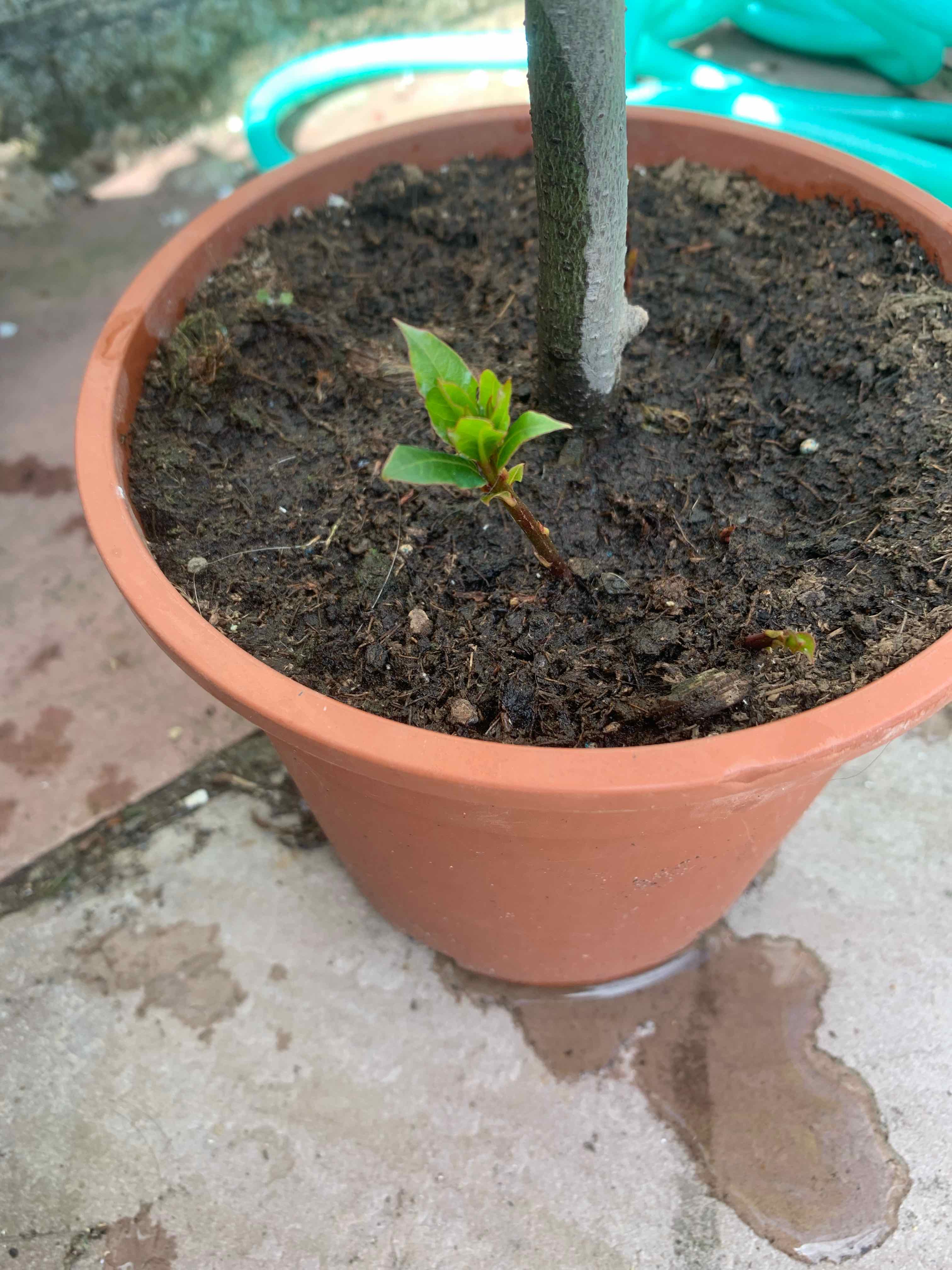 Plant care for Bay Laurel on Greg, the plant care app