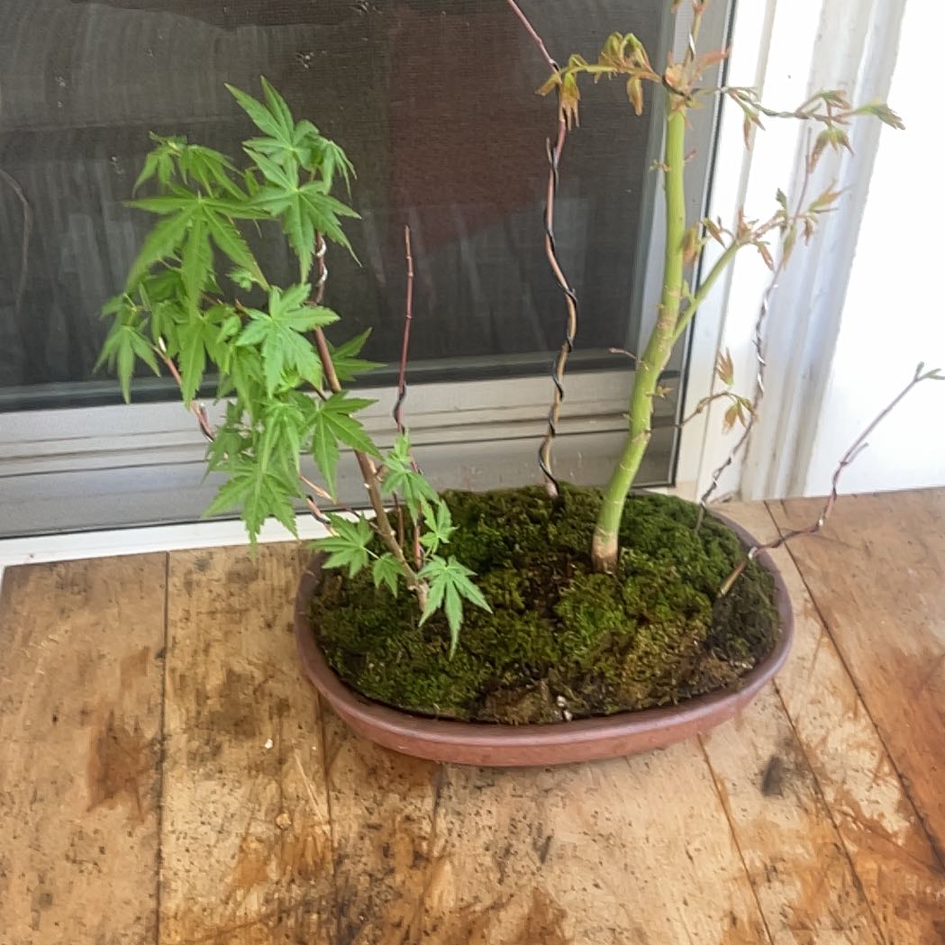 Photo of the plant species Japanese Bonsai by @TrueblueDuranta named Sigmund on Greg, the plant care app