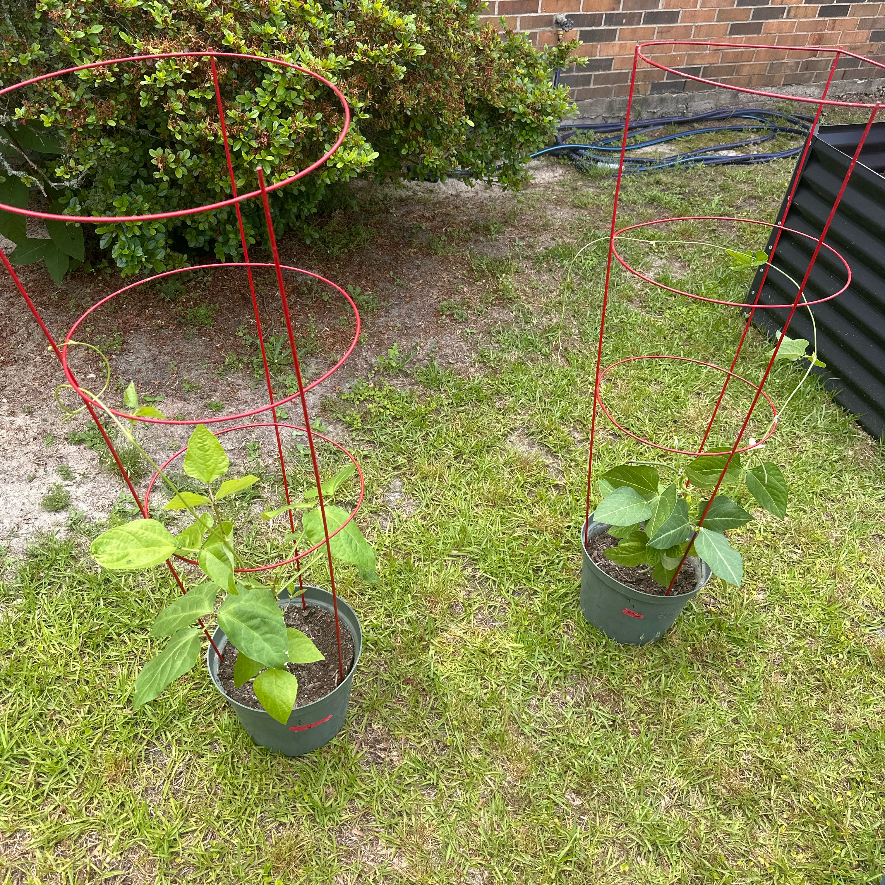 Photo of the plant species cowpea by @Plant_times_2 named Sol on Greg, the plant care app