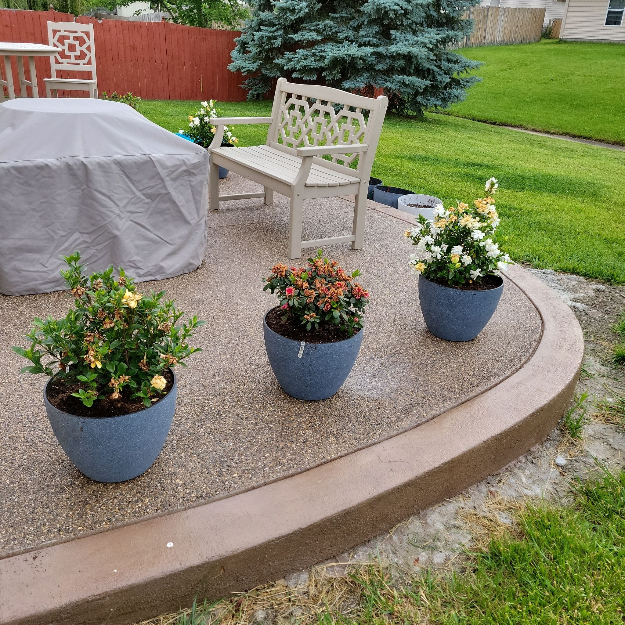 How to Fertilize Your Gardenia volkensii