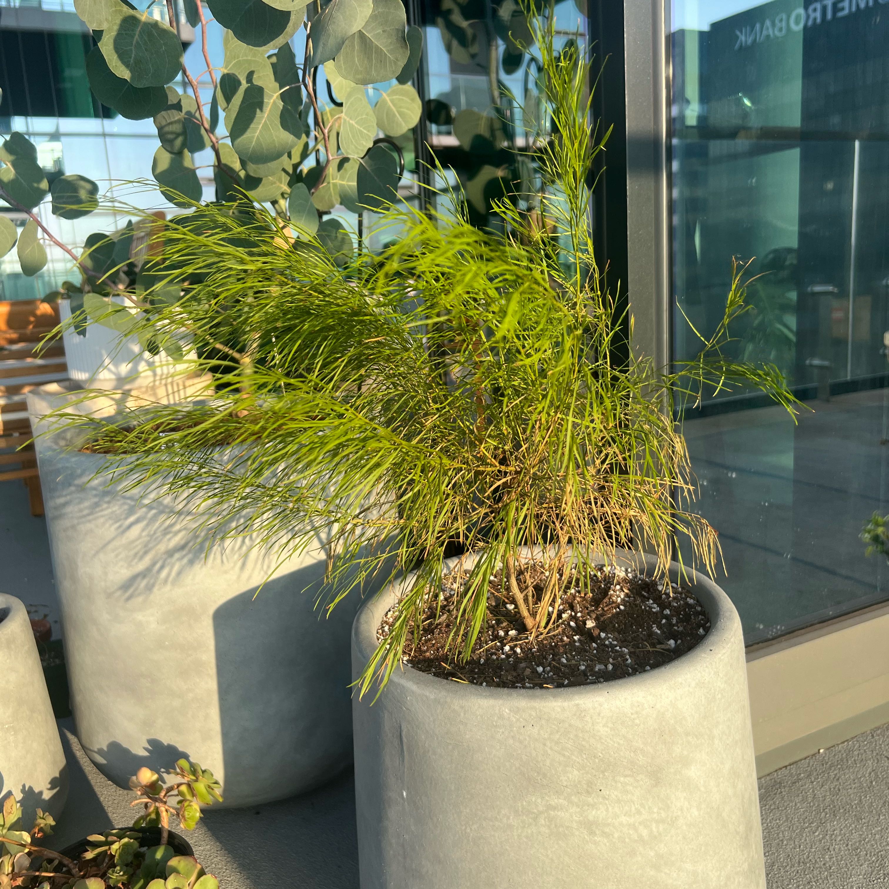 Photo of the plant species Acacia by @BuddingOregano named Eva on Greg, the plant care app