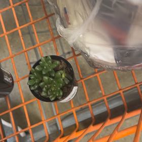 Photo of the plant species Cremnosedum 'Crocodile' by @LordlyMirabilis named ChloroPhil on Greg, the plant care app