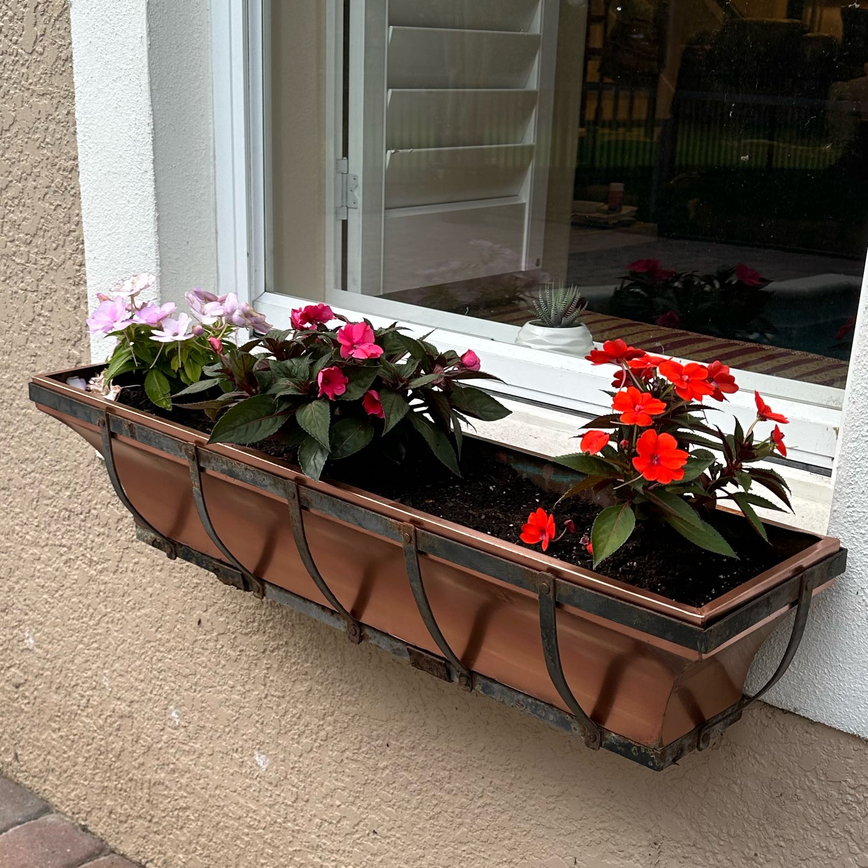 Photo of the plant species SunPatiens Impatiens by @Jilly named Drama Queens on Greg, the plant care app
