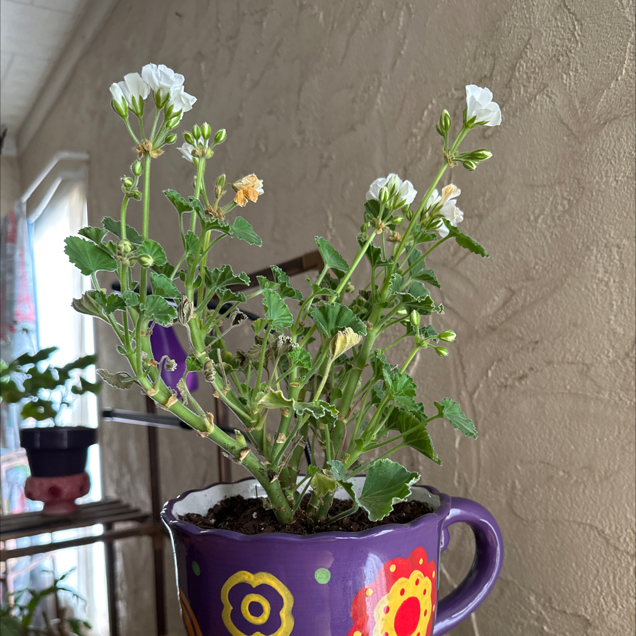 Photo of the plant species Martha Washington Geranium by @JauntyRosilla named 00029 - Felicity G#2 on Greg, the plant care app