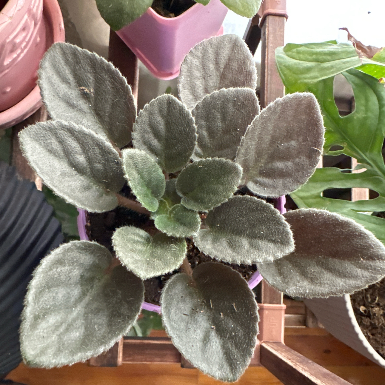 Photo of the plant species African Violet 'Rob's Astro Zombie' by @JauntyRosilla named 00015 - Amatista on Greg, the plant care app