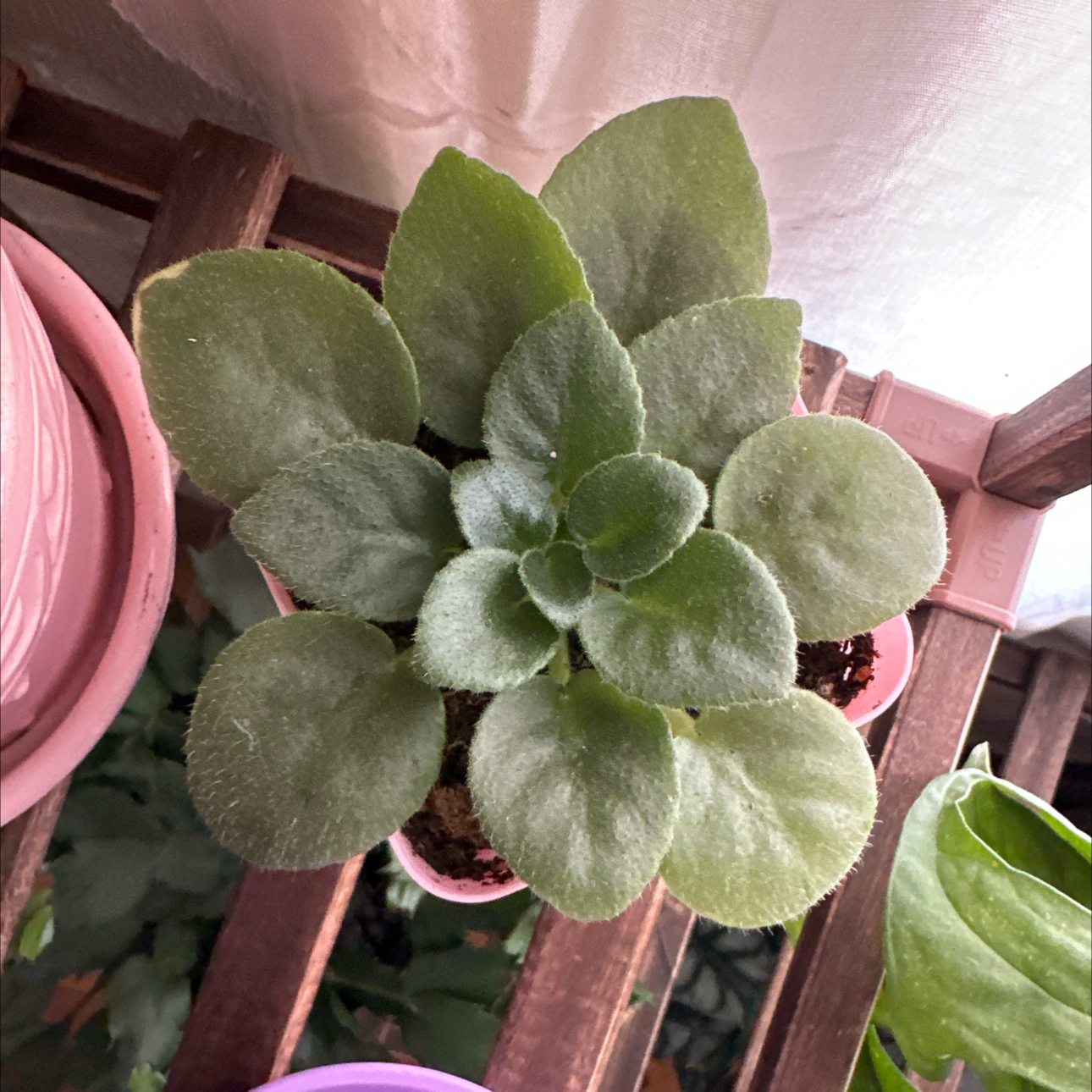 Photo of the plant species African Violet 'Jolly Orchid' by @JauntyRosilla named 00016 - Ophelia on Greg, the plant care app