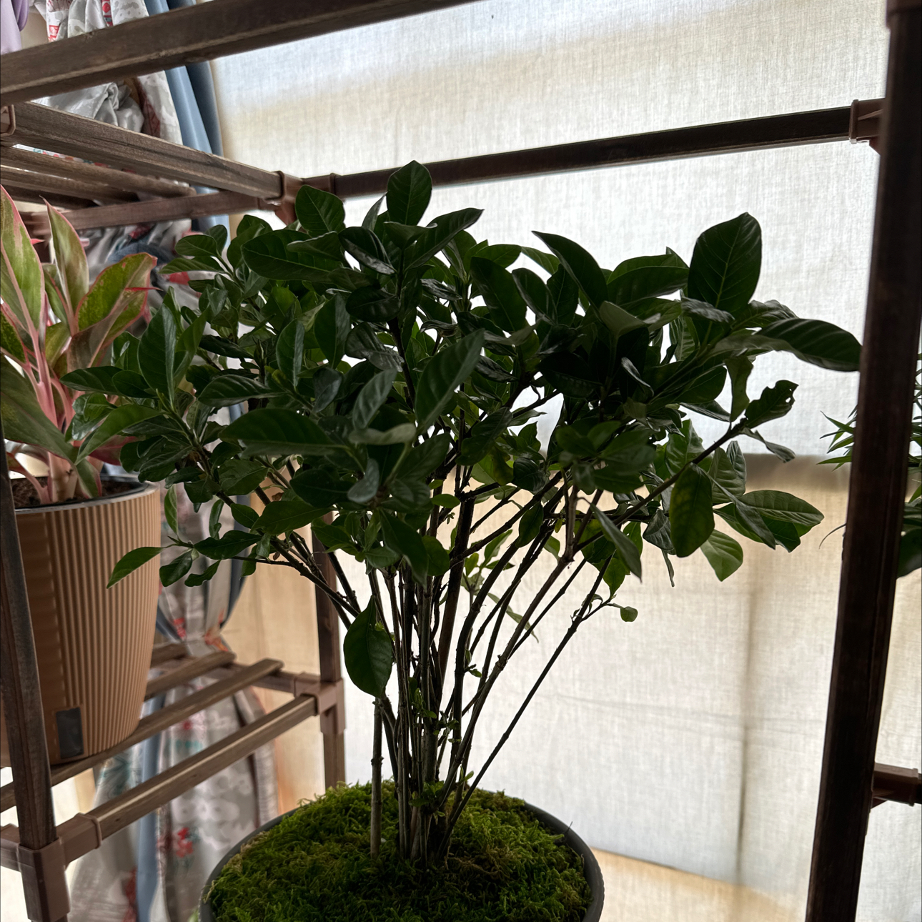 Photo of the plant species Everblooming Gardenia by @JauntyRosilla named 00043 - Luna on Greg, the plant care app