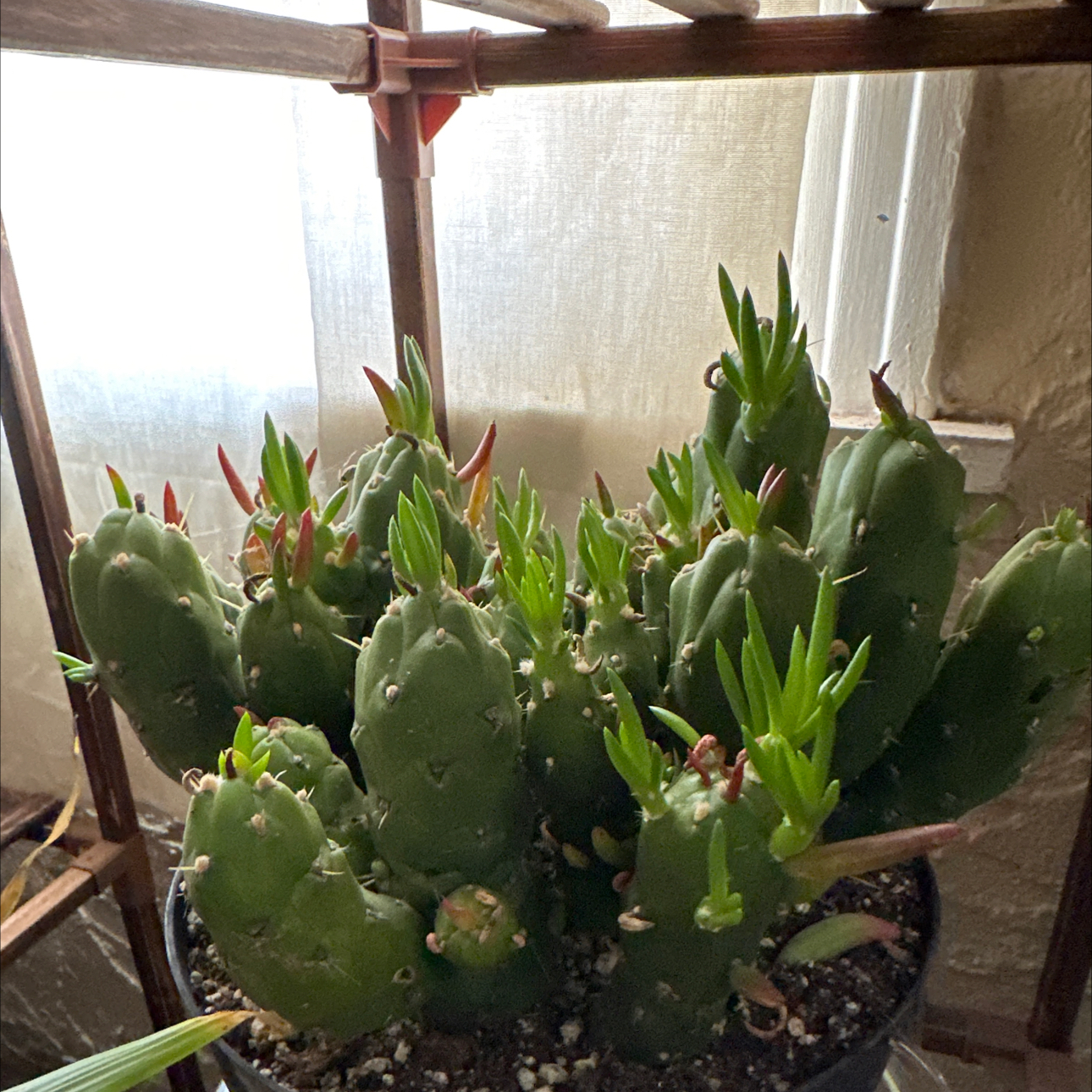 Photo of the plant species Opuntia Gumby by @JauntyRosilla named 00048 - Hercules on Greg, the plant care app