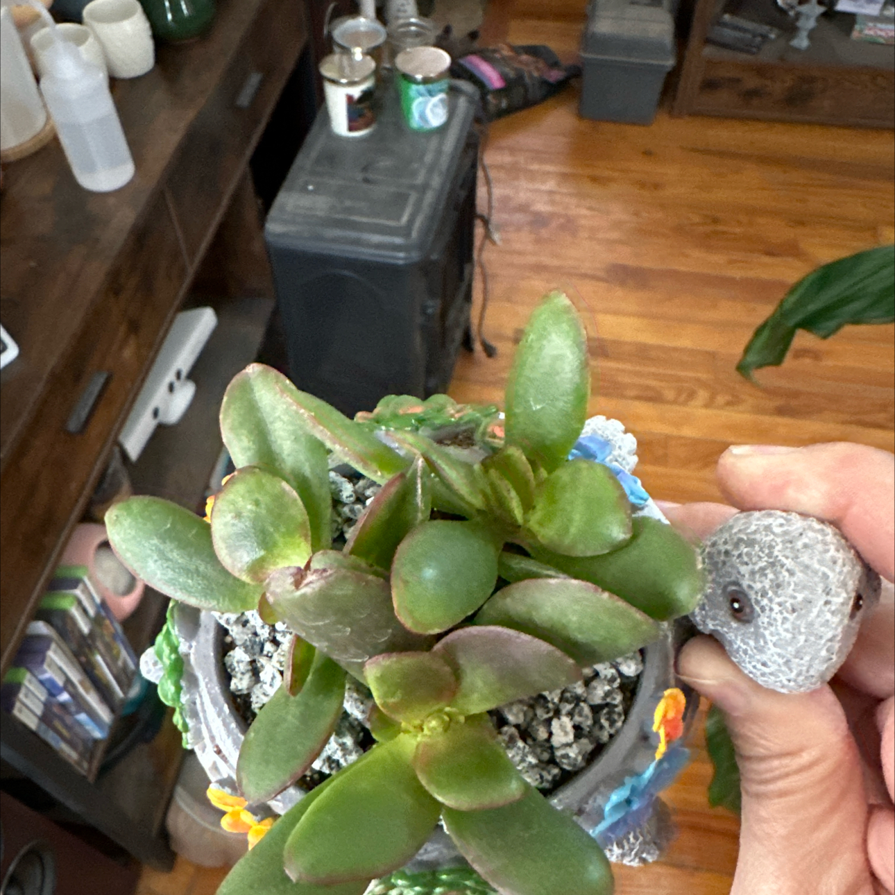 Photo of the plant species Crassula Platyphylla by @JauntyRosilla named 00087 - Platypus Prime on Greg, the plant care app