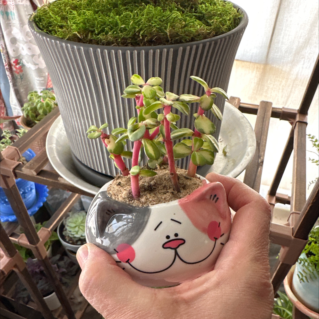 Portulacaria afra 'Kaleidoscope' plant in a decorative pot held by a hand, with another plant in the background.