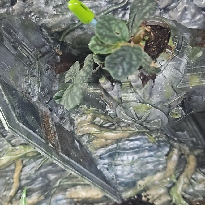 Photo of the plant species Peperomia 'Red Watermelon' by @LargeCuttings named Gomez on Greg, the plant care app