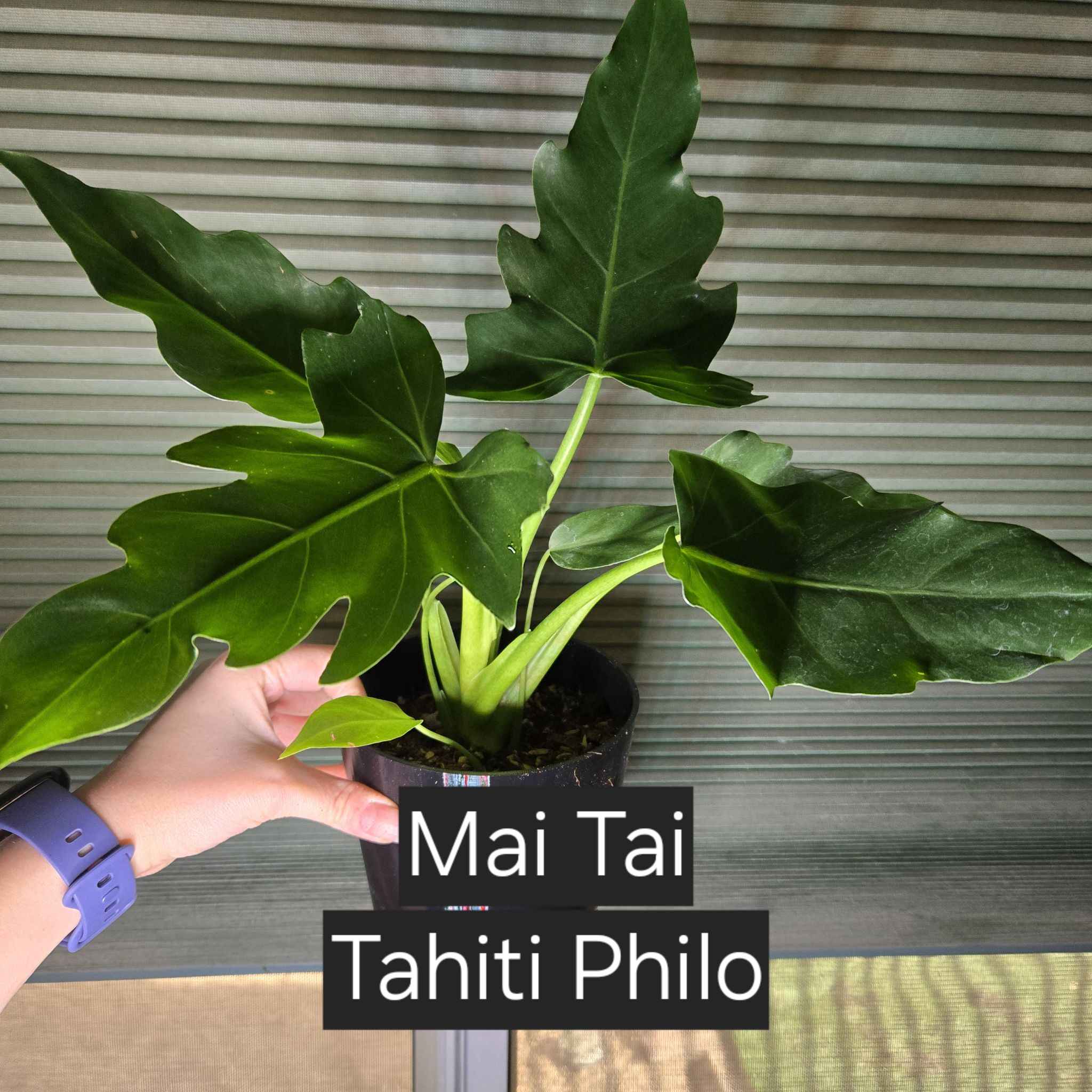 Photo of the plant species tahiti philodendron by @JovialCaitlin named Mai Tai TV on Greg, the plant care app