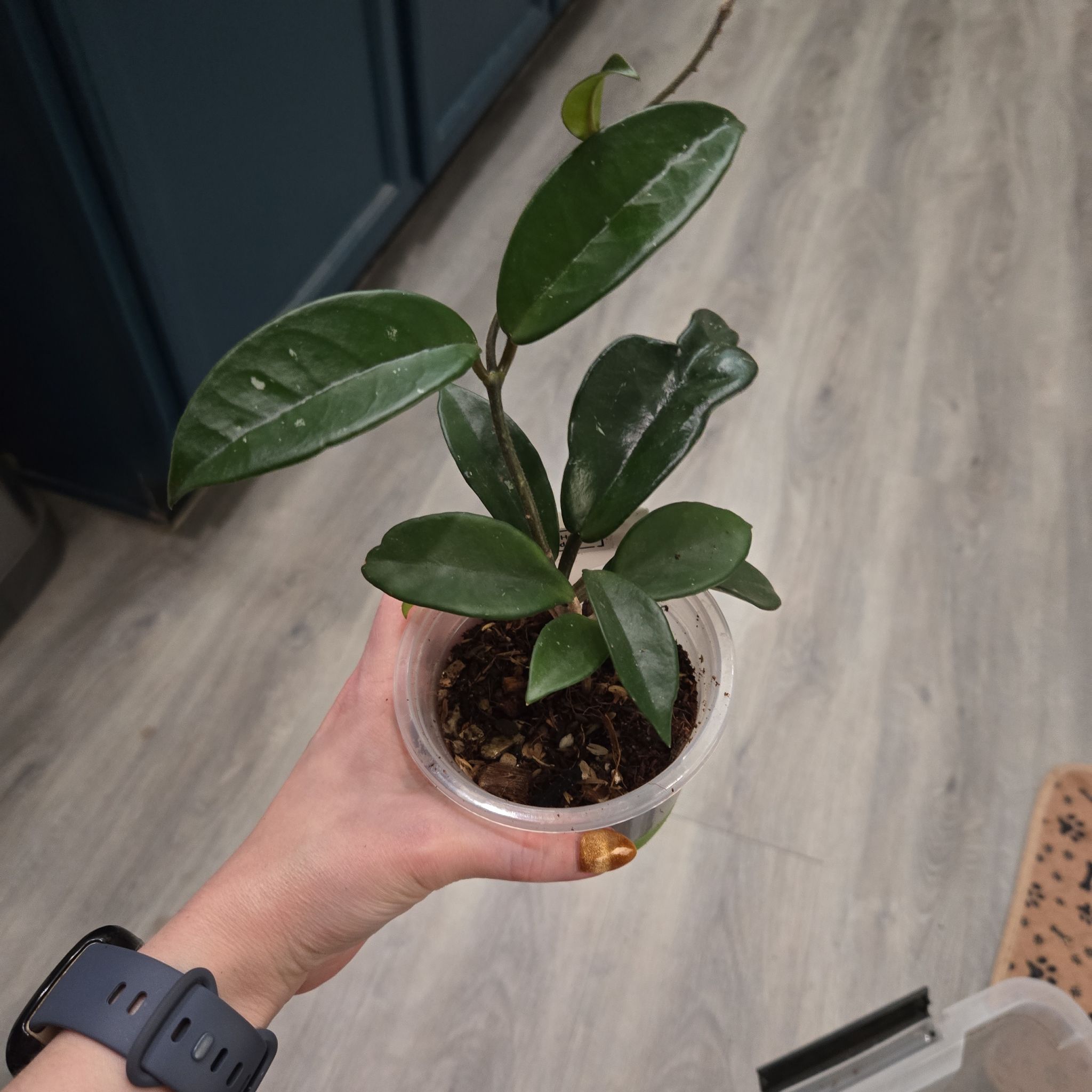 Photo of the plant species Hoya Jade by @JovialCaitlin named Oscar de la Hoya GH on Greg, the plant care app