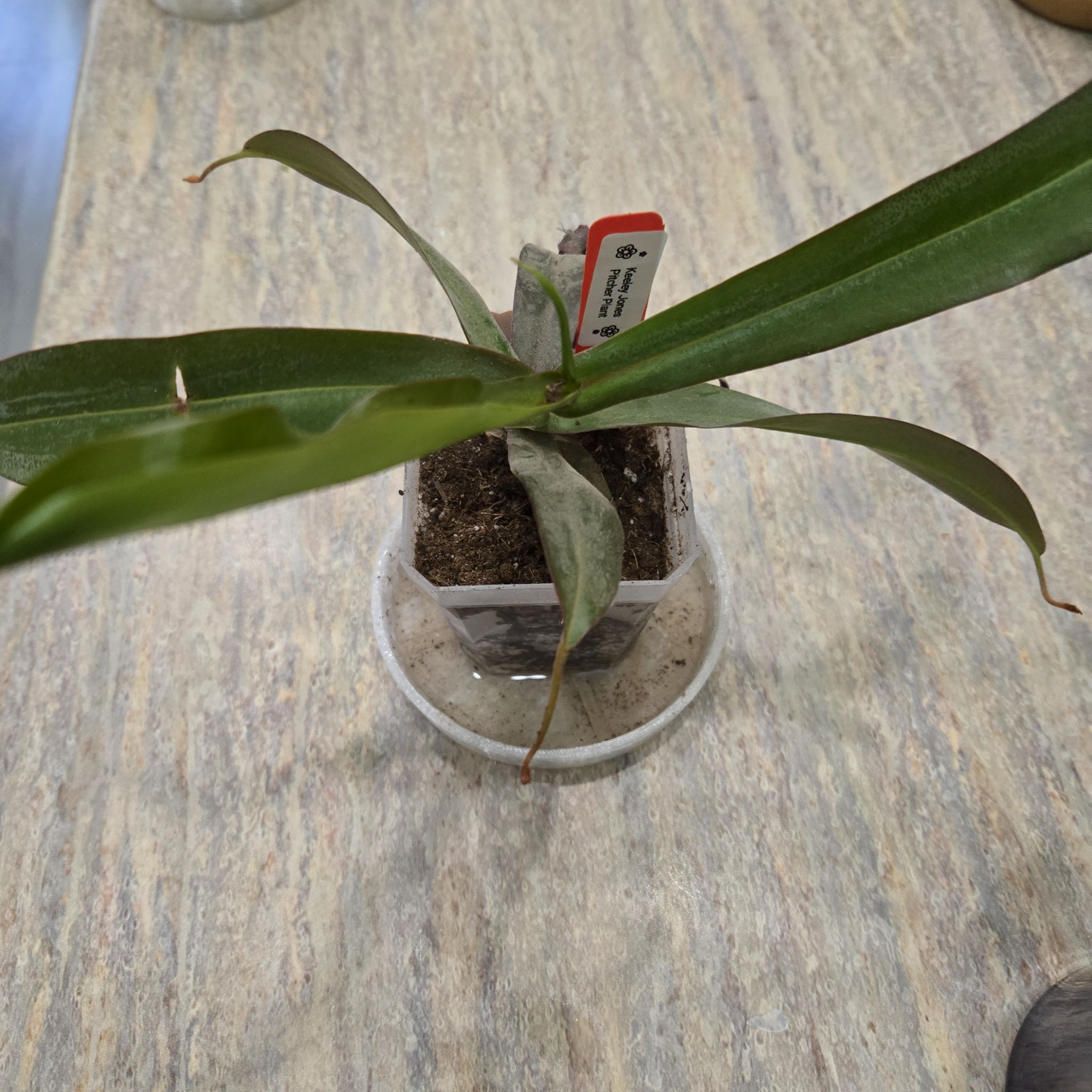 Photo of the plant species Rebecca Soper Pitcher Plant by @JovialCaitlin named Keeley Jones LR on Greg, the plant care app