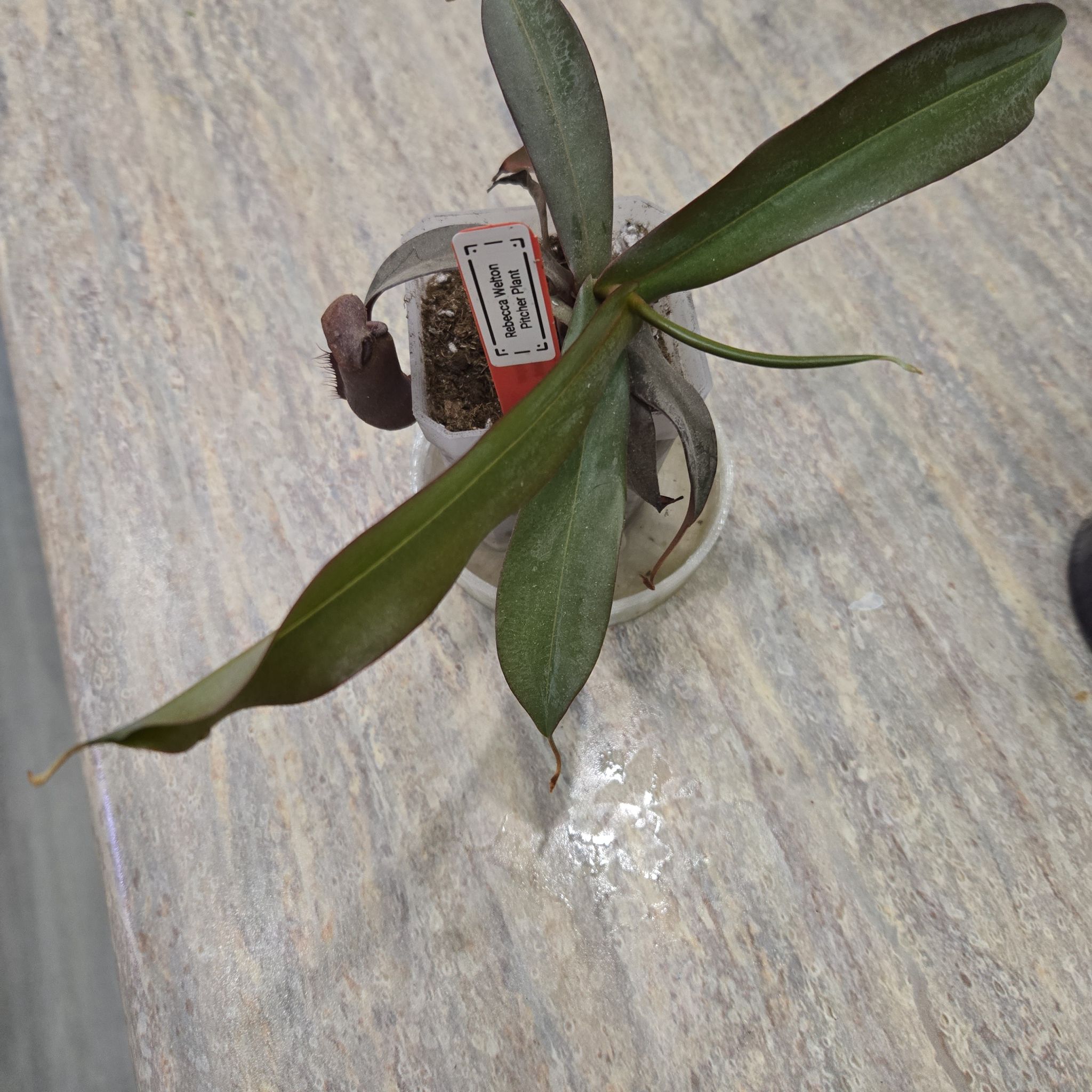 Photo of the plant species Rebecca Soper Pitcher Plant by @JovialCaitlin named Rebecca Welton LR on Greg, the plant care app