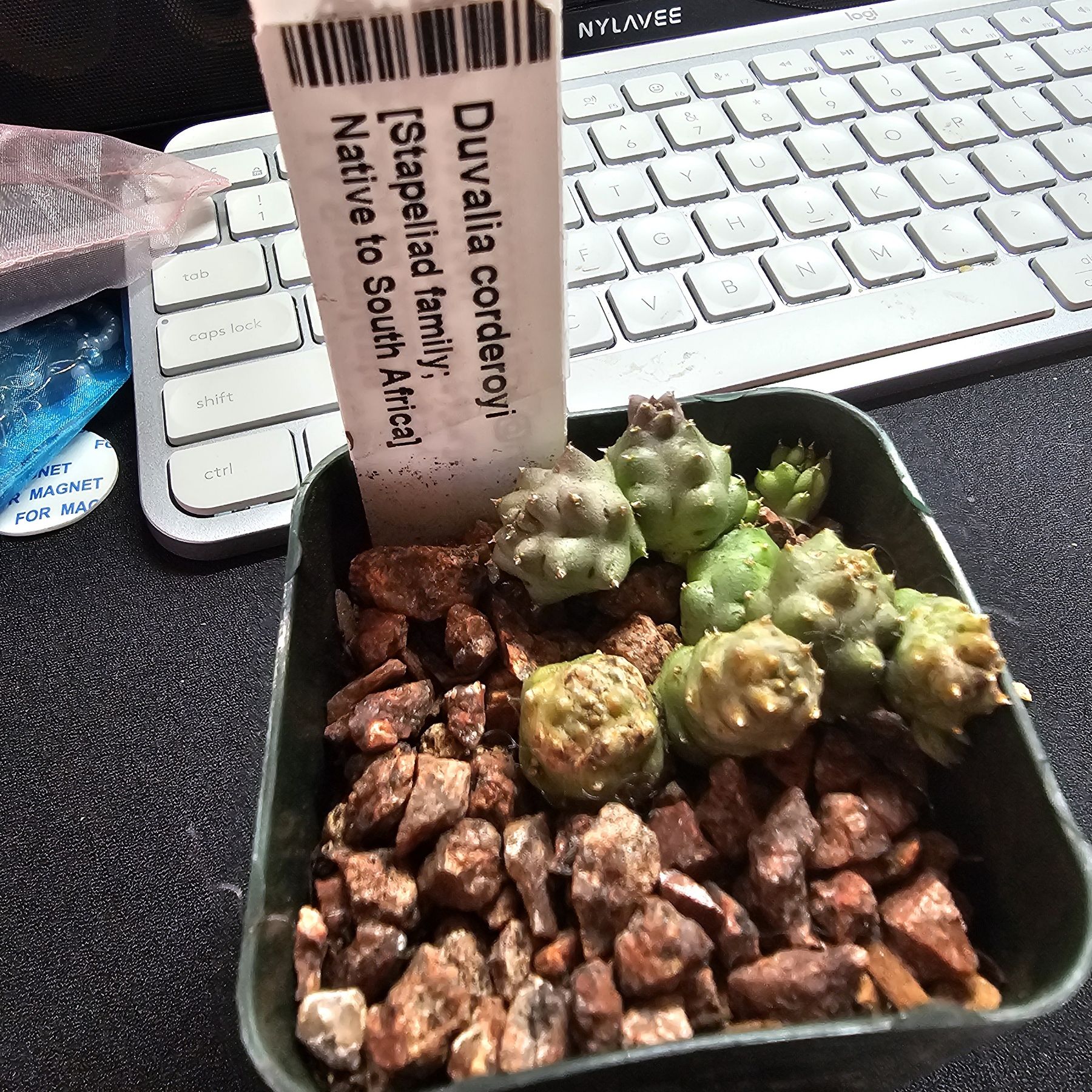 Photo of the plant species Corderoy's Duvalia by @JovialCaitlin named Beefy Broc WS on Greg, the plant care app