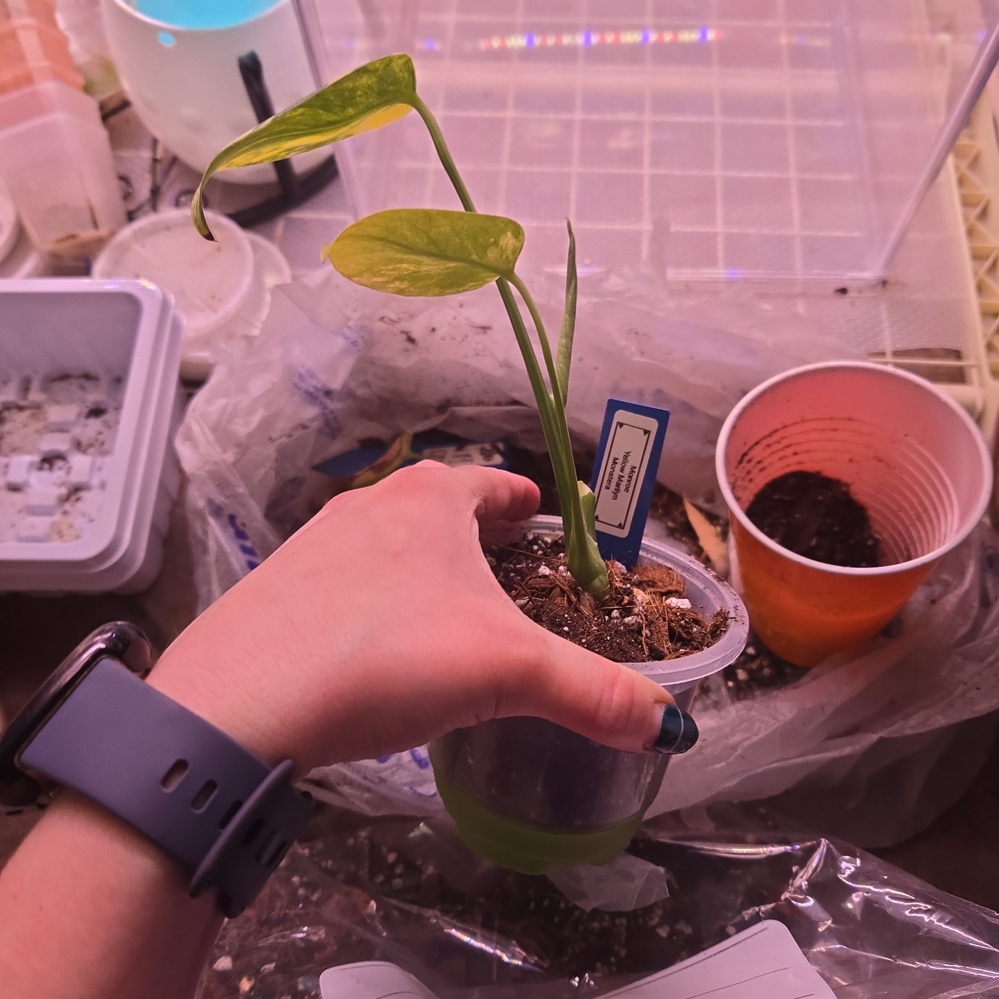 Photo of the plant species Monstera 'Yellow Marilyn' by @JovialCaitlin named Monroe TC on Greg, the plant care app