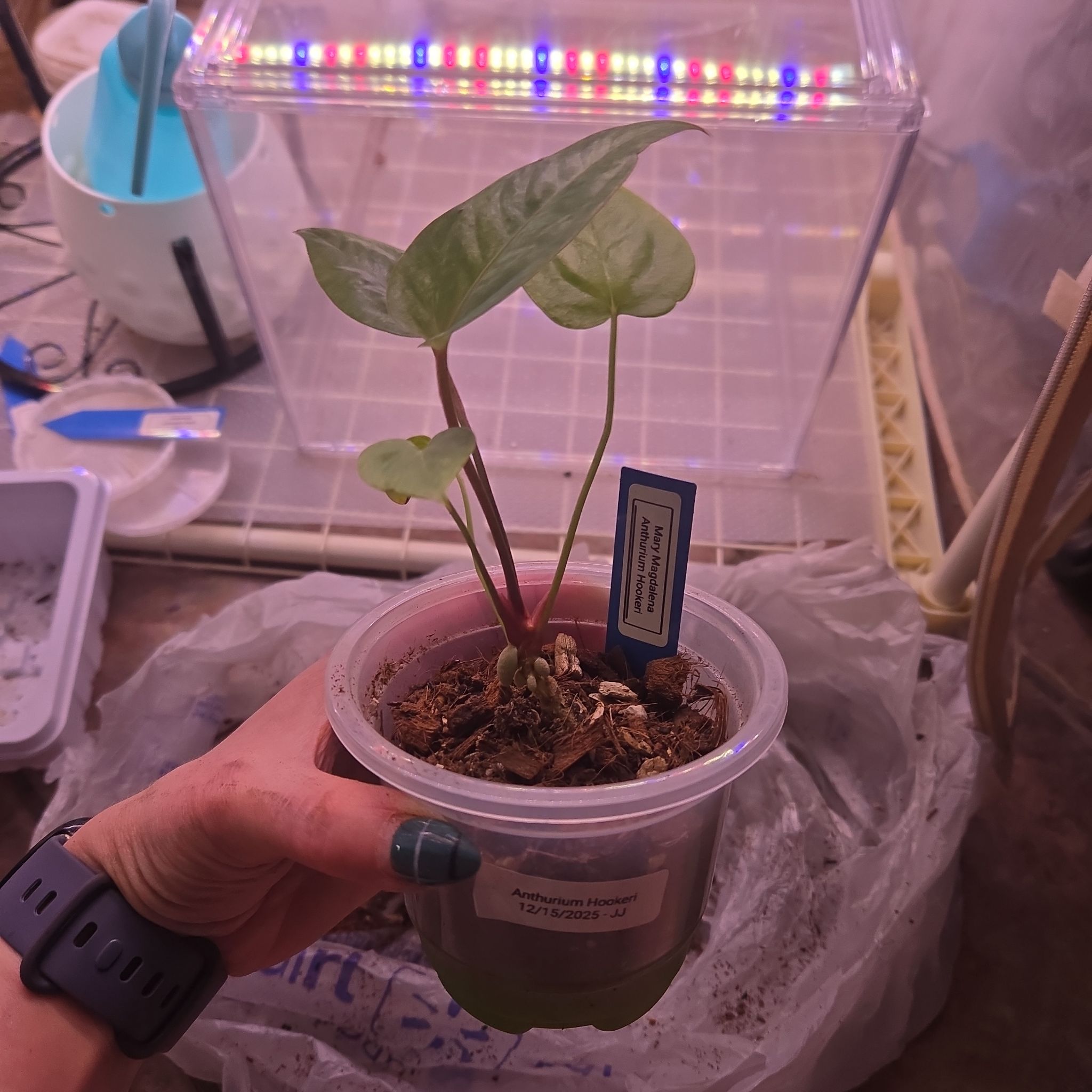 Photo of the plant species Anthurium Hookeri Mint by @JovialCaitlin named Mary Magdalena TC on Greg, the plant care app